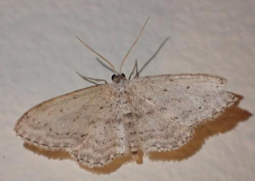 Réf. 327 597 : Idaea seriata